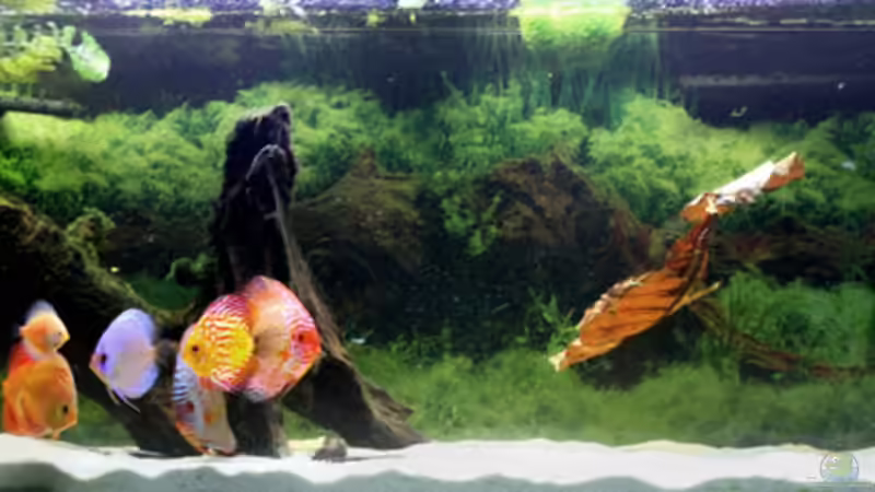 Aquarium Hauptansicht von Diskusbecken