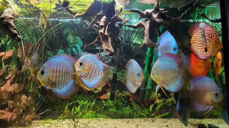 Aquarium Hauptansicht von Diskusgarten von Maka (1)