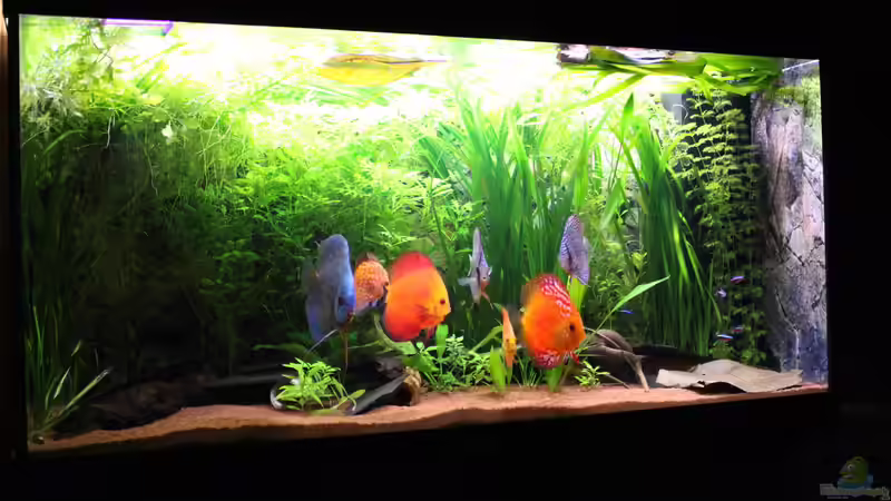Aquarium Hauptansicht von Diskusjuwelen