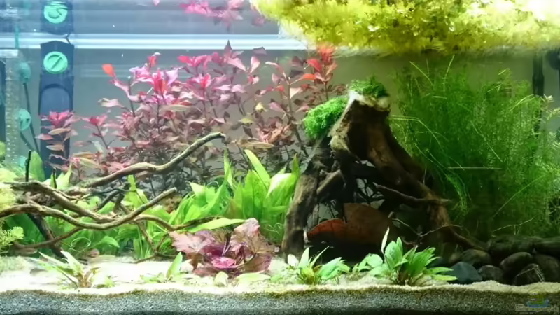 Aquarium Hauptansicht von (Dorn-)Augenblick