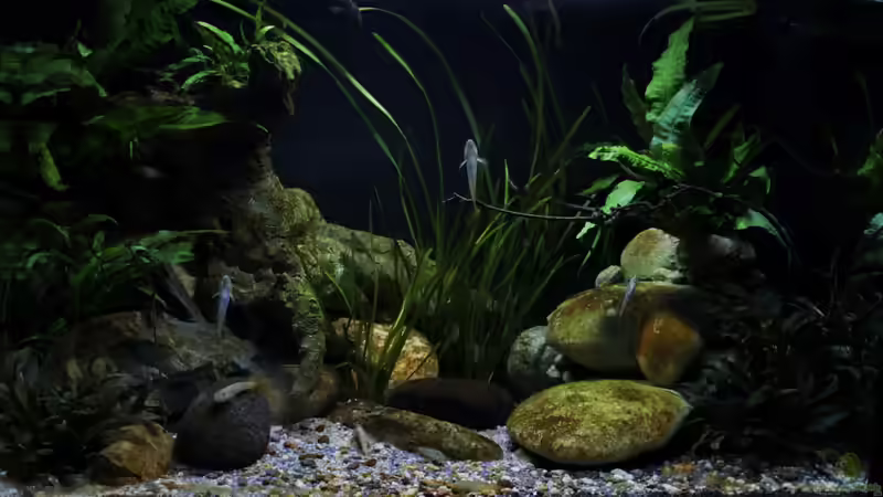 Aquarium Hauptansicht von Drachen Tank