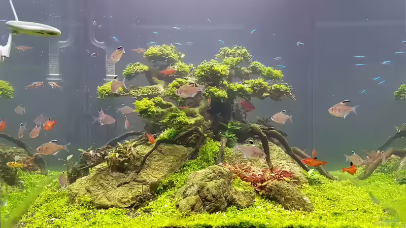 Aquarium Hauptansicht von Drachenberg 60x60x60 Cube