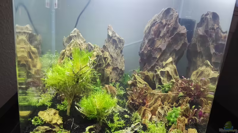 Aquarium Hauptansicht von Dragon von bLy (1)