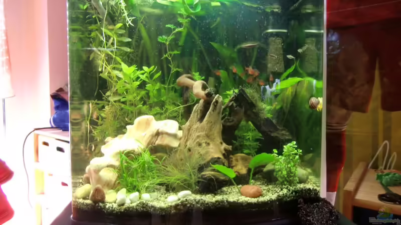 Aquarium Hauptansicht von Dream of Amerika