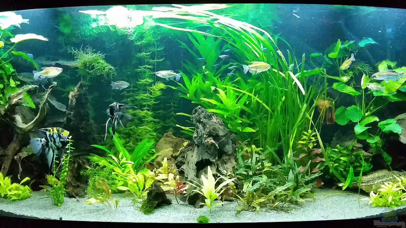 Aquarium Hauptansicht von Dream