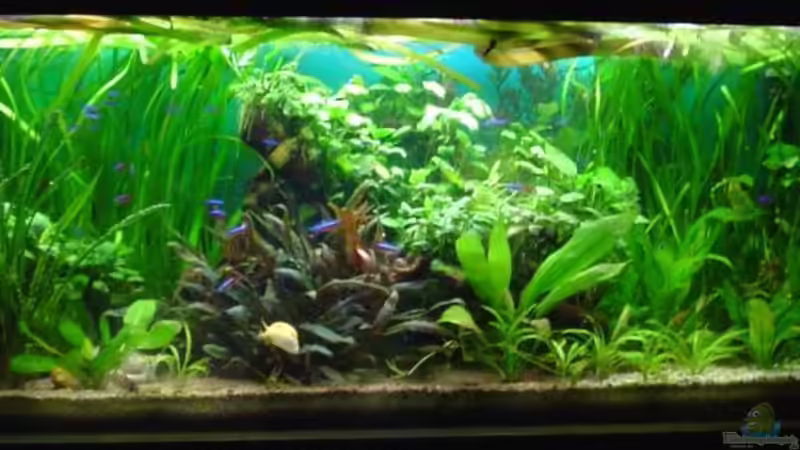 Aquarium Hauptansicht von Dschungel von Die Juli (1)