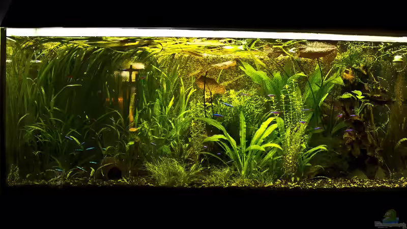 Aquarium Hauptansicht von Dschungelcamp - Nur noch als Beispiel von Julien Preuß (1)