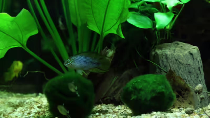 Aquarium Hauptansicht von Dschungelcamp von Blue (1)