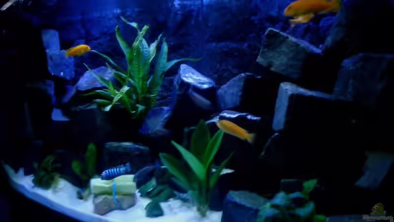 Aquarium Hauptansicht von Ducky`s neue Gestalltung
