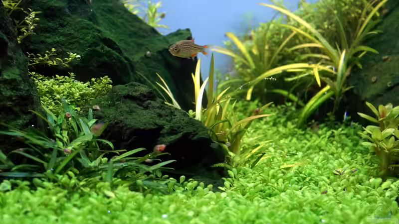 Aquarium Hauptansicht von Durchs grüne Tal... - aufgelöst -