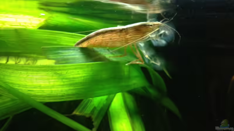 Aquarium Hauptansicht von East meets west (aufgelöst) von der Steirer (1)