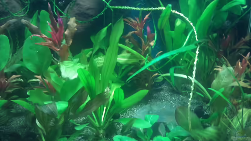 Aquarium Hauptansicht von Echi Topf von De O (1)