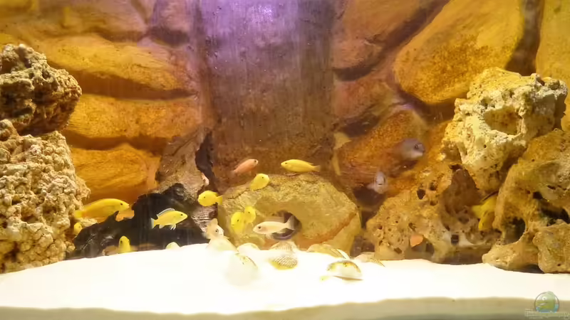 Aquarium Hauptansicht von Ecky`s Malawi Becken von Ecky (1)