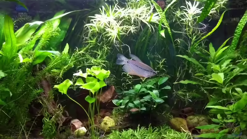 Aquarium Hauptansicht von Eheim Aquapro 126 von Stephy (1)