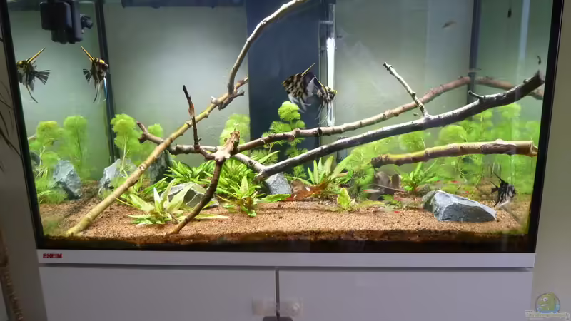 Aquarium Hauptansicht von Eheim incpiria 300 von Fitti (1)