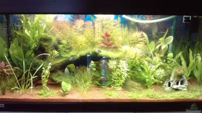 Aquarium Hauptansicht von eheim mp scubaline120 von Mike Schl. (1)