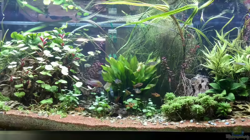 Aquarium Hauptansicht von Eheim Proxima von Petra (1)