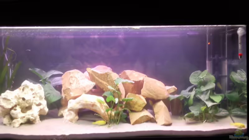 Aquarium Hauptansicht von Eheim Silverline