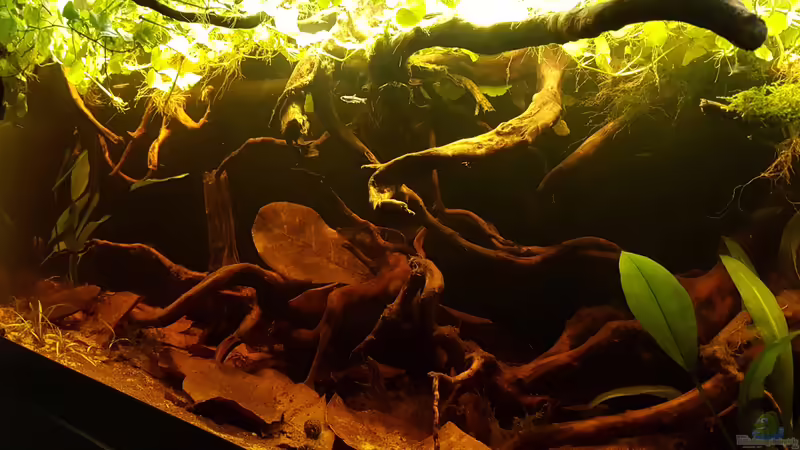 Aquarium Hauptansicht von Eheim Vivaline LED 180 von Peter Kozma (1)