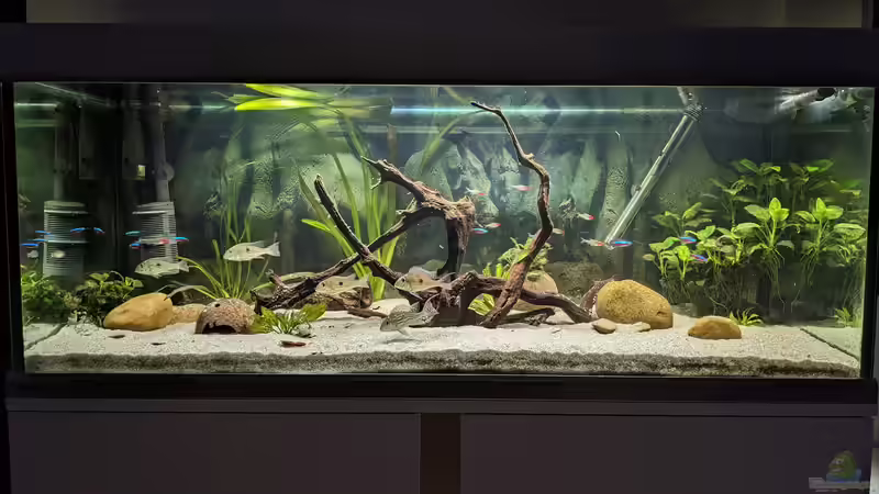 Aquarium Hauptansicht von Ein Gringo in Südamerika von John Pulpo (1)