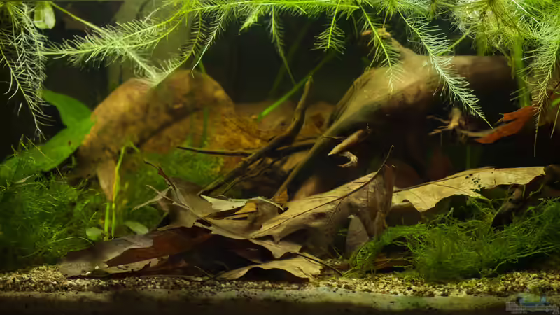 Aquarium Hauptansicht von Ein Reich für Schuppenfresser