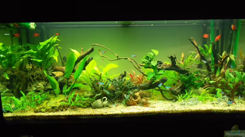 Aquarium Hauptansicht von Ein schönes miteinander