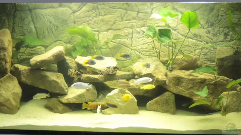 Aquarium Hauptansicht von Ein Stück Malawisee