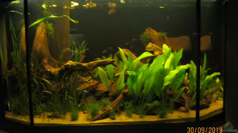 Aquarium Hauptansicht von eine lange Geschichte... von Paul B. (1)