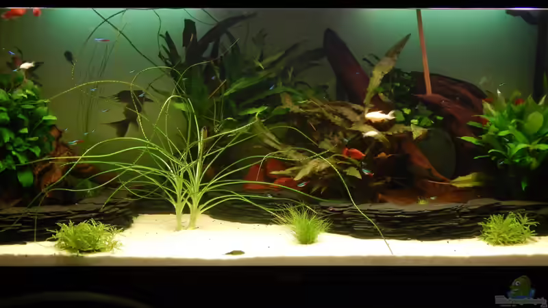 Aquarium Hauptansicht von eine neue Welt von Heinz Von B1 (1)