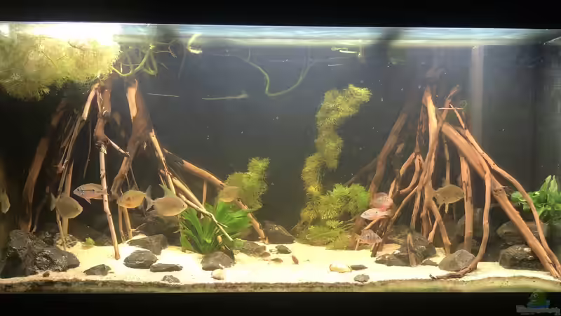 Aquarium Hauptansicht von Elliots Ufer von Patrick T (1)