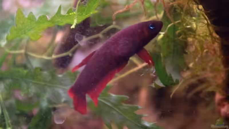 Aquarium Hauptansicht von Enter the Jungle (nur noch als Beispiel) von Dominik (1)