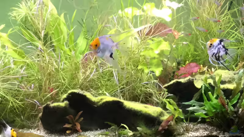 Aquarium Hauptansicht von Entlich was halbwegs schönes