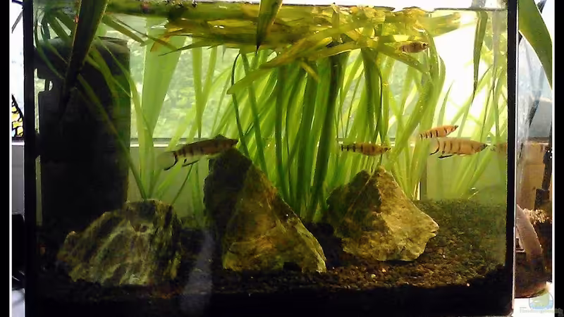 Aquarium Hauptansicht von Epiplatys Dageti Zuchtbecken von mariajudyta (1)