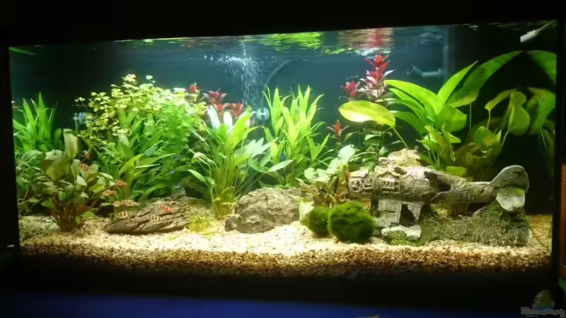 Aquarium Hauptansicht von ersten aquarium