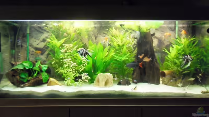 Aquarium Hauptansicht von Erstes Aquarium von Aquarianer2001 (1)