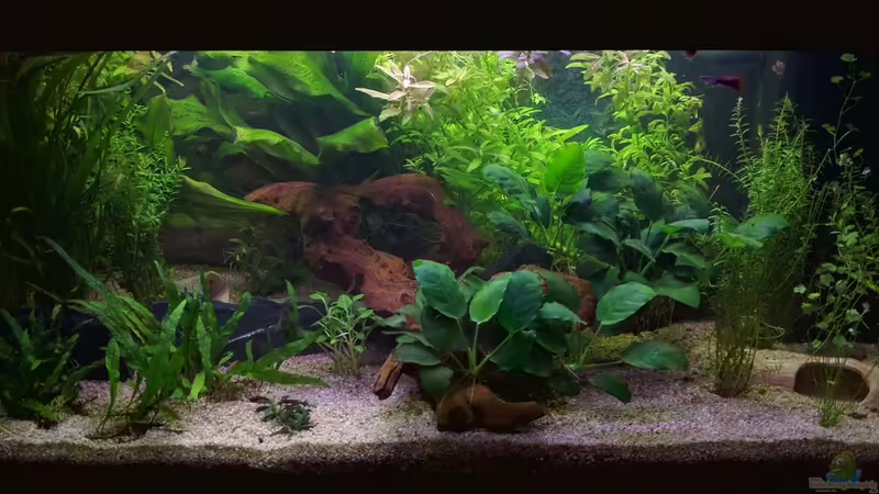 Aquarium Hauptansicht von Erstes Eigenes Aquarium Juwel Rekord 800