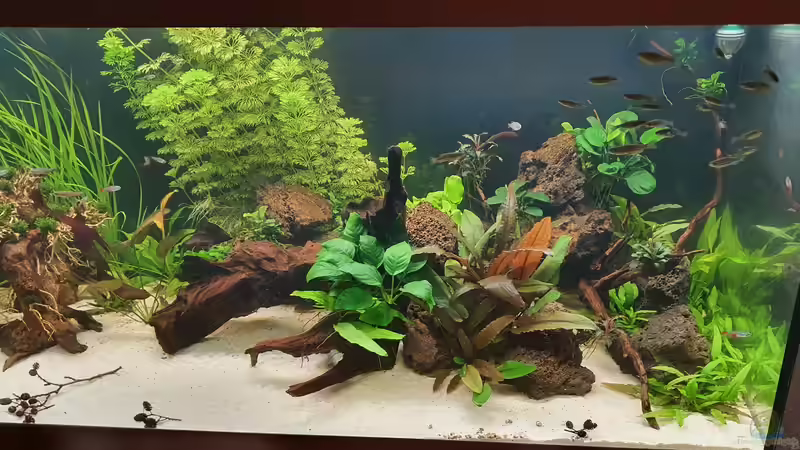 Aquarium Hauptansicht von Esszimmerbecken von Nietzus (1)