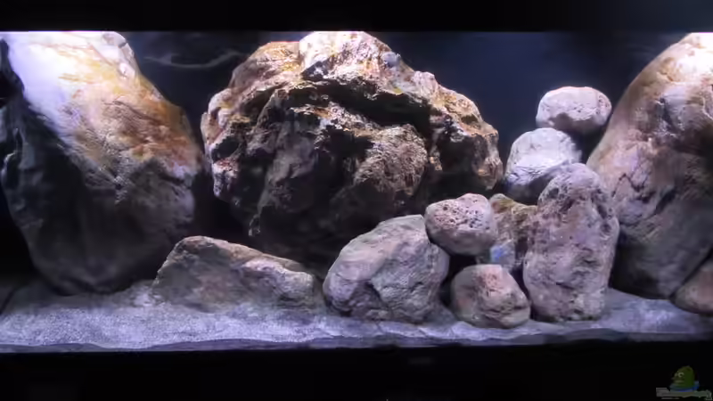 Aquarium Hauptansicht von etwas größere Malawi Pfütze