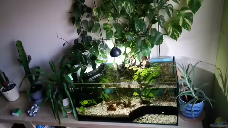 Aquarium Hauptansicht von Experimental Aquarium 112 Liter von Gigi (1)