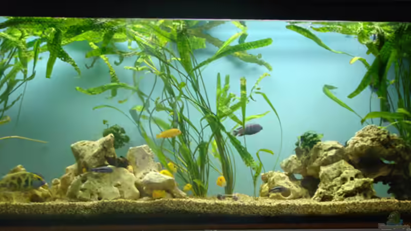 Aquarium Hauptansicht von Fabian´s neues Becken von Wüstenberger (1)