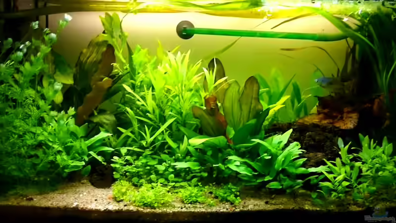 Aquarium Hauptansicht von Fadenfischbecken von Fischdoktor (1)