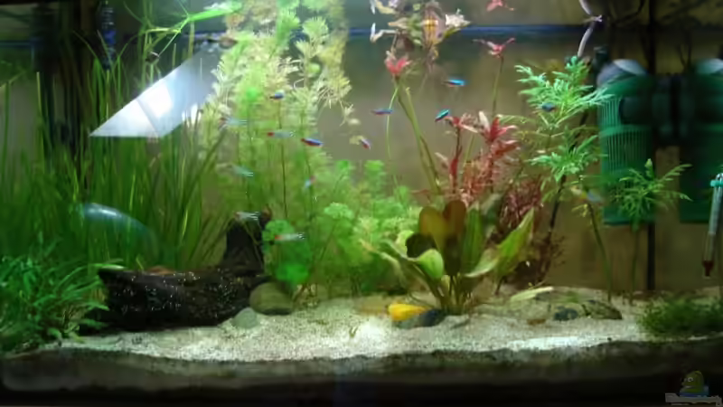 Aquarium Hauptansicht von Familienbecken von Wauz06 (1)