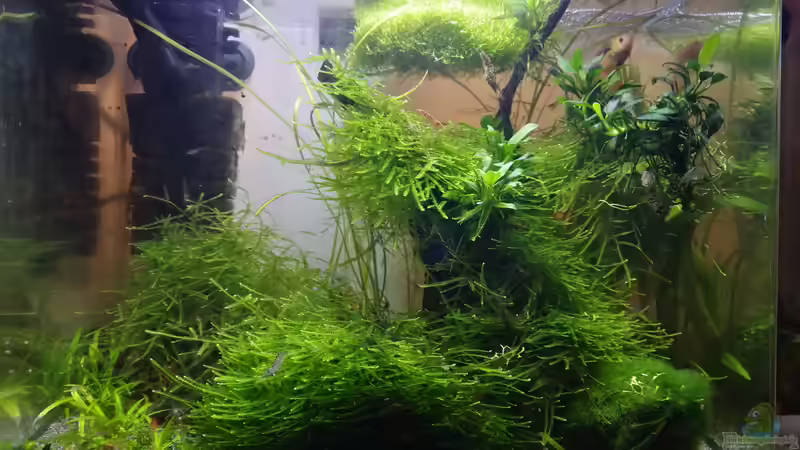 Aquarium Hauptansicht von Fantas World von Stoner