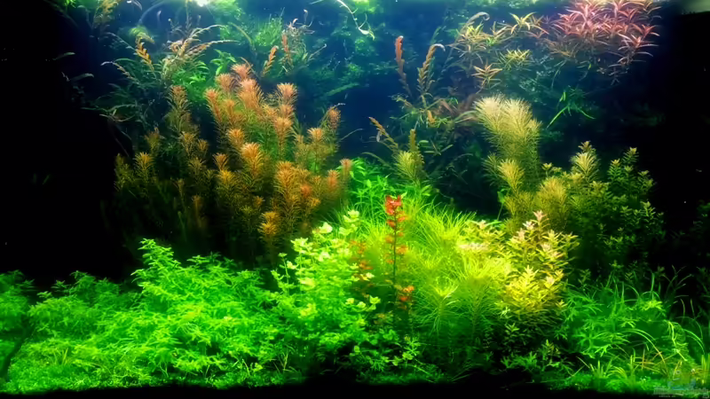 Aquarium Hauptansicht von Farbenfrohes Steilufer von @mazonas (1)