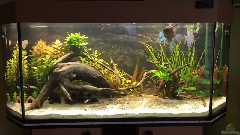 Aquarium Hauptansicht von Fast Südamerika