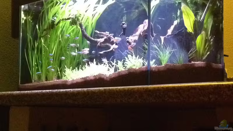 Aquarium Hauptansicht von Feierabend Becken von Theo Heimann (1)