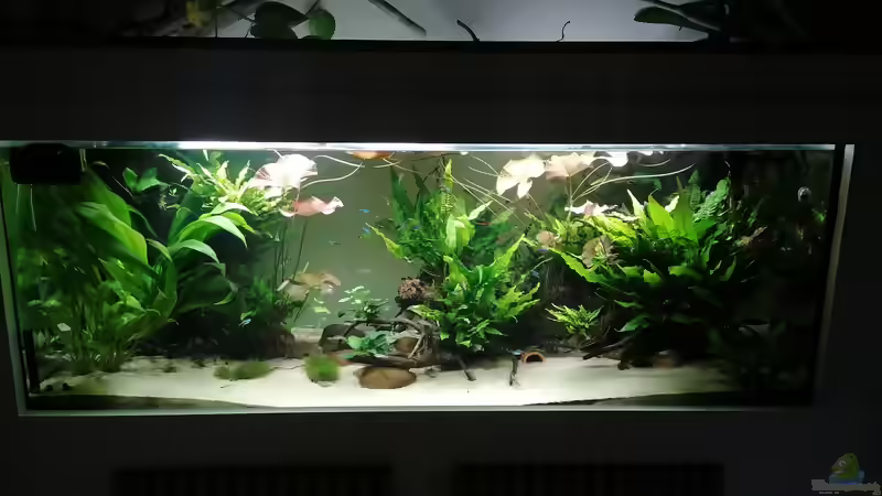 Aquarium Hauptansicht von Feine Gesellschaft aus Südamerika von DaLi (1)