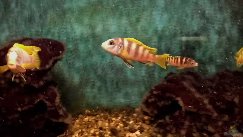 Aquarium Hauptansicht von Felsküste bei Mbamba Island von Roland Saager