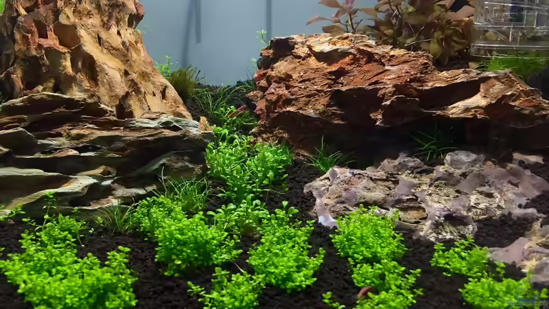 Aquarium Hauptansicht von Felsschlucht von Florian_C