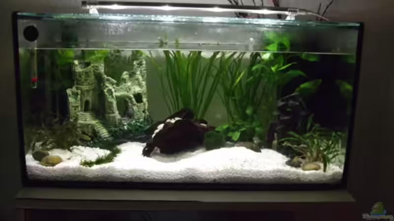 Aquarium Hauptansicht von Feng Shui von elcah (1)